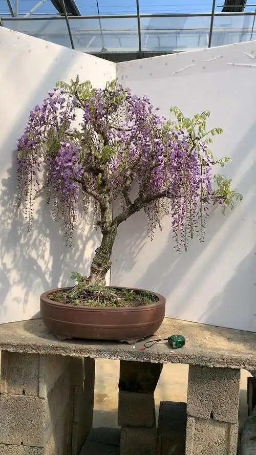 紫罗兰紫藤盆景