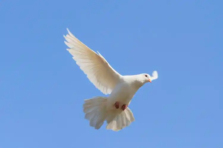 和平的象征在天空中飞翔,白色的鸽子飞上蓝天的背景下,象征着和平与