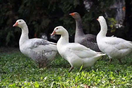鹅和鸭子平静地生活在农村的家禽养殖场里照片