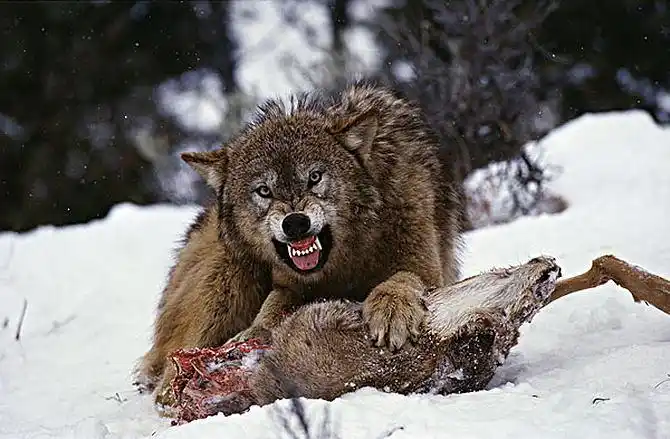 灰狼图片_图片大全