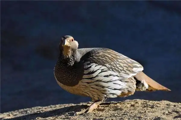 为什么没人养天山雪鸡人们不养天山雪鸡的原因是什么