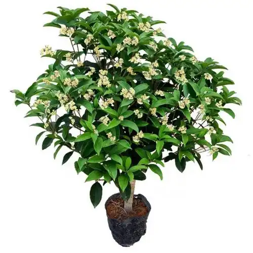 桂花树盆栽怎么养(四季桂花树盆栽怎么养)