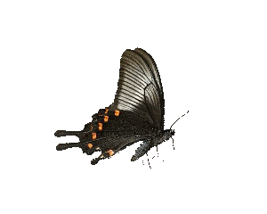 精典免抠gif动态蝴蝶素材图[春山抠删整理] - 春山 - ★春山博客