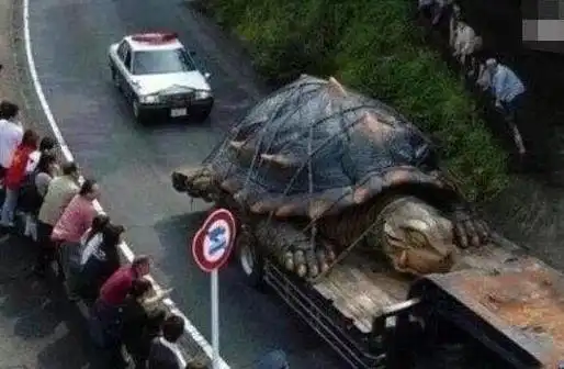 1965黄河巨龟事件始末 黄河巨型乌龟事件图片