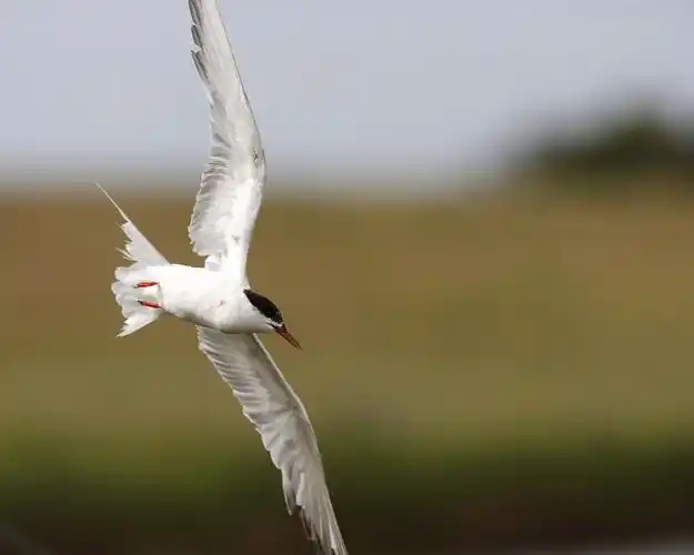 白色的海鸥,飞行,翅膀 5k