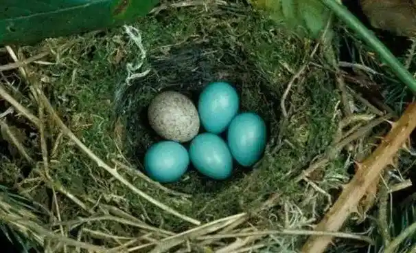 把喜鹊蛋换成鸡蛋竟然能孵出小鸡这是什么原理
