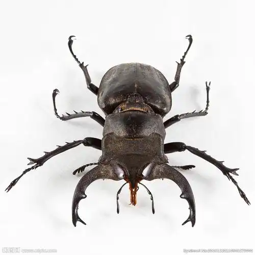 甲壳虫摄影图__昆虫_生物世界_摄影图库_昵图网nipic.com