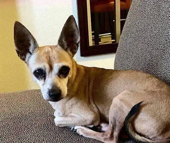 原创原创15岁吉娃娃走丢6年却在主人生日当天被找到缘分岂能轻易断