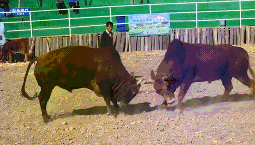 508_289gif 动态图 动图