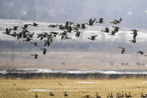 气候变暖导致数百万鸟类提前迁徙