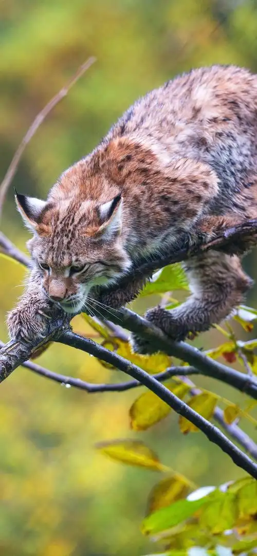 山猫在树上,树枝 iphone 壁纸