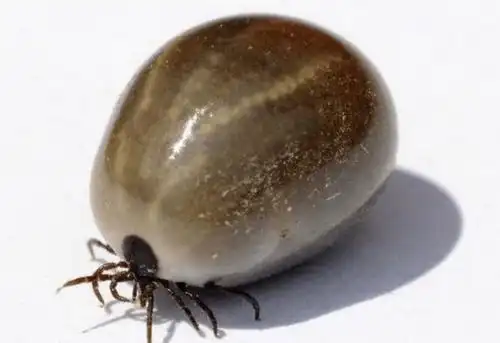 世界上最恐怖的动物—蜱虫