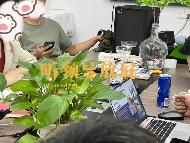 猫猫上班也要听领导放屁