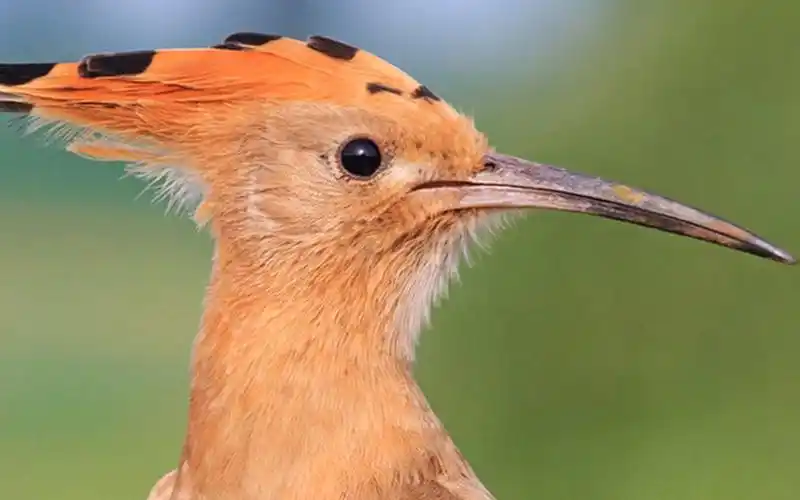 这种嘴巴长长的鸟儿叫戴胜鸟有多少人把它当成啄木鸟