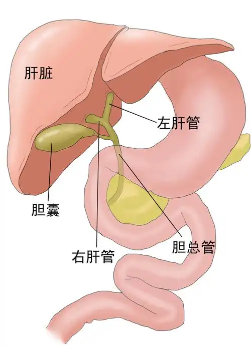 胆囊在什么位置