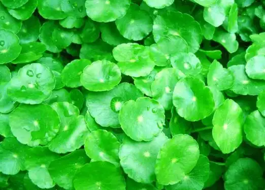 绿色植物的园林用途