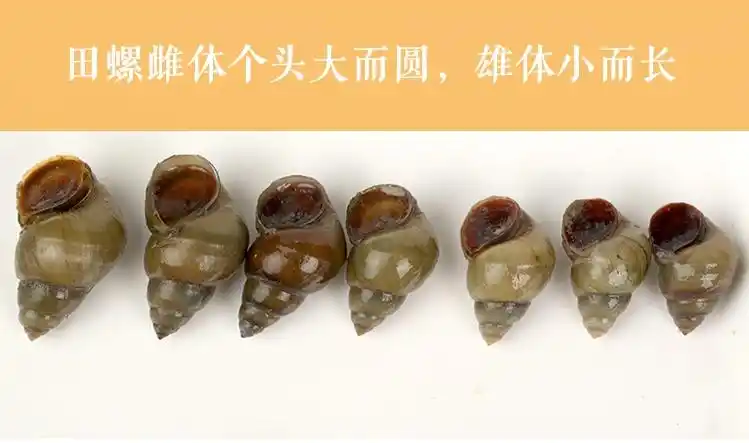 春光岛新鲜活田螺一份活体田螺螺蛳泥螺石螺包活 三斤装 泡沫箱 冰