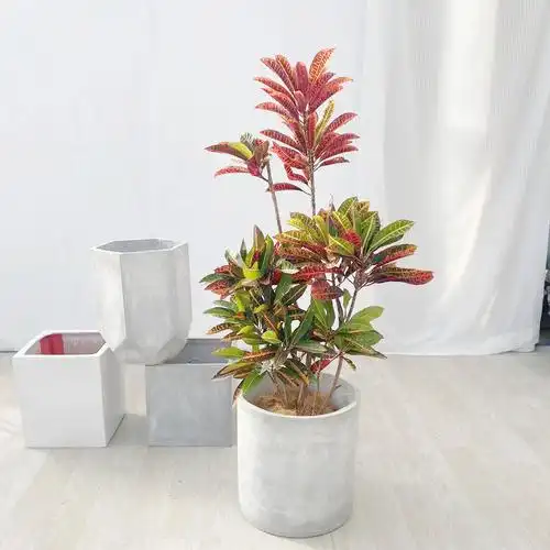 北京同城造型七彩彩变叶木室内大型绿植盆栽大型绿植