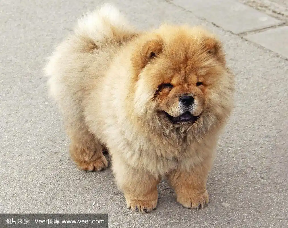 可爱的小胖胖的狗,近距离看