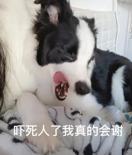 下床,自己上位躺着,要么就是用它的大驴脸趴我肩膀上#我家宠物好可爱