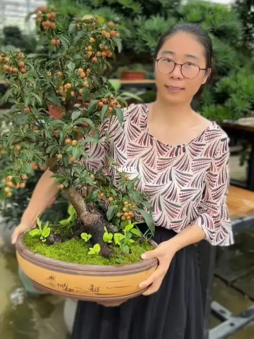 挂果时间长所以可以长时间观果#长寿果  #冬红果