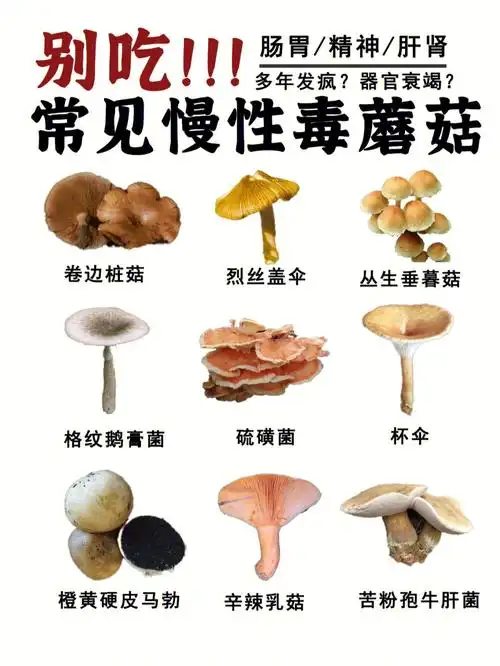 常见慢性毒蘑菇你吃过没有71