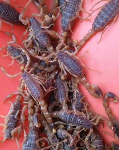 全蝎属于动物药,用蝎子泡水喝有什么好处中药店卖的蝎子可以泡吗