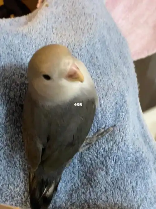 无偿领养牡丹鹦鹉墨银两个月大仅自提