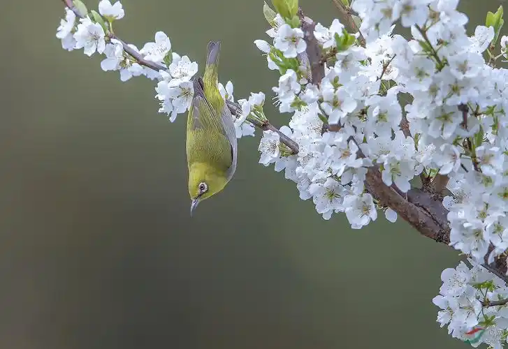 倒挂金钩(绣眼鸟(梨花))