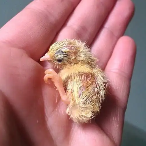 鹌鹑宝宝更萌更漂亮