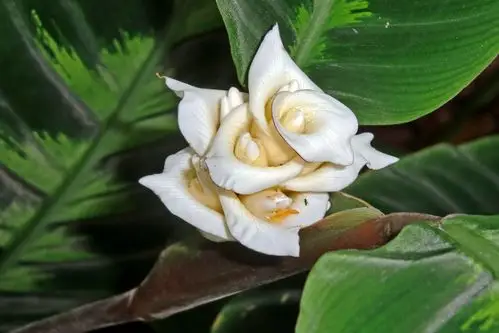 紫背竹芋的养殖方法和注意事项 紫背竹芋图片欣赏