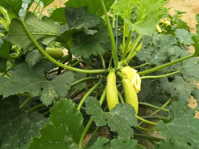 真灵防治西葫芦根腐病试验示范效果回访