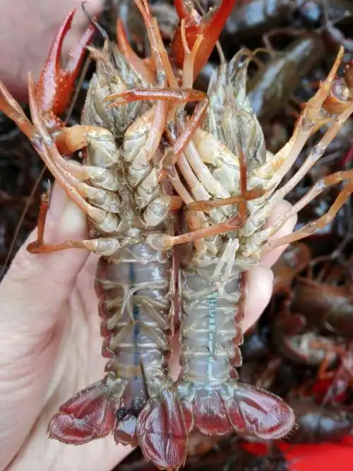 风云美食烩之金湖龙虾