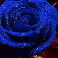 蓝色妖姬_风景静物头像_我要个性网