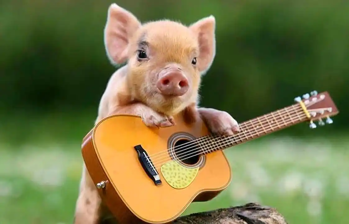 茶杯猪体型娇小,呆萌可爱,很迷你的一种猪