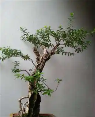 水杨梅盆景冬天怎么养,水杨梅盆景的栽培与养护