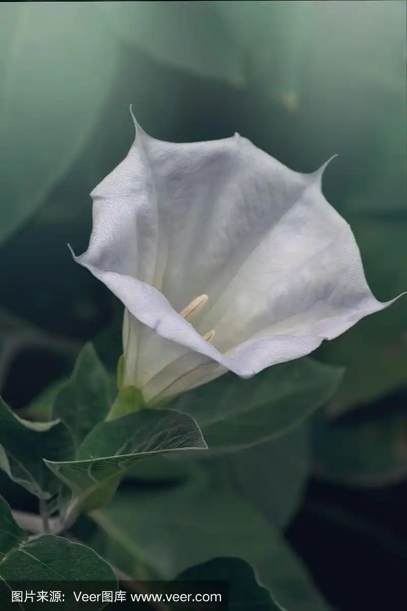 白色曼陀罗花百合在夏季新鲜的花园