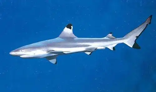 黑鳍鲨(blacktip reef shark )