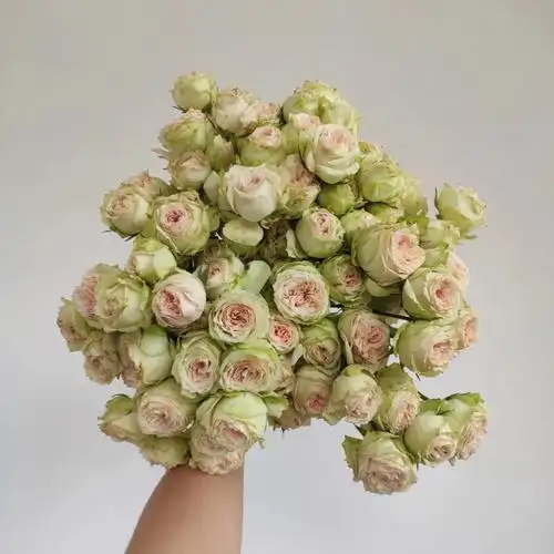 玫瑰品种大全no229帕尔玛