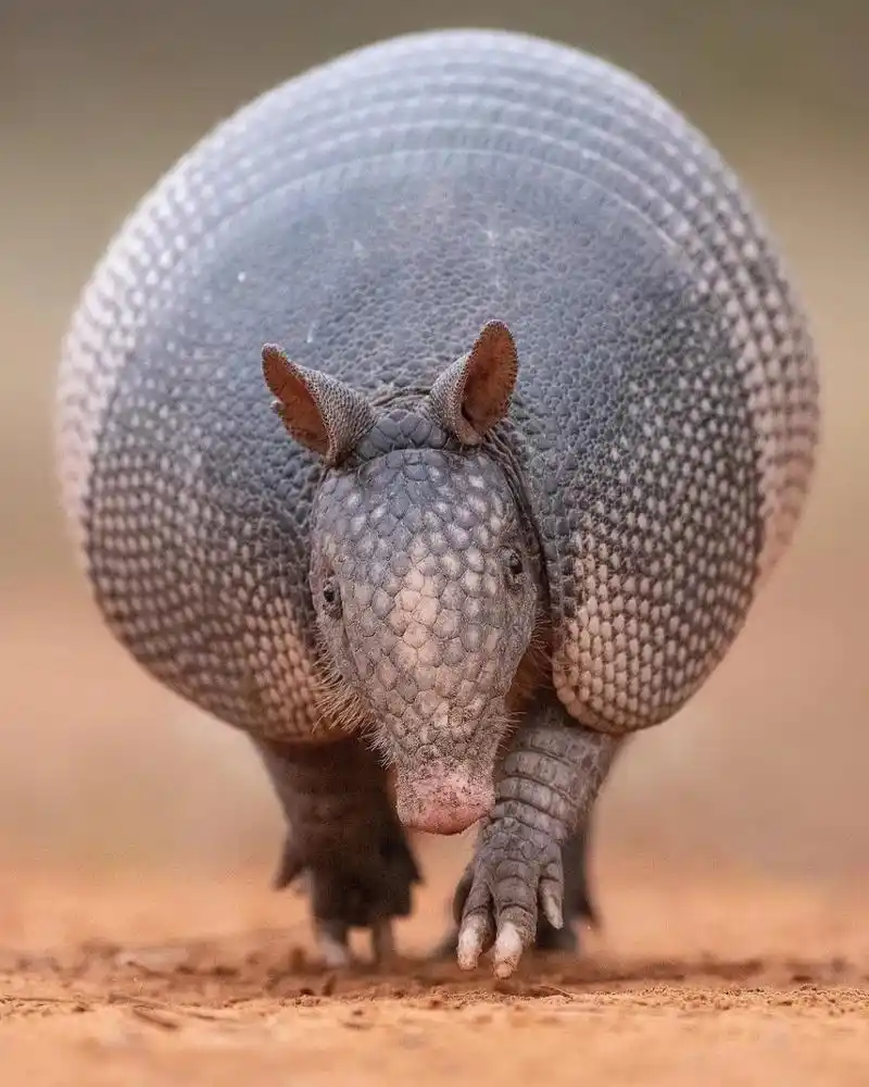 犰狳(读音:qiú yú),又称"铠鼠".是最古老的哺乳动物之一.