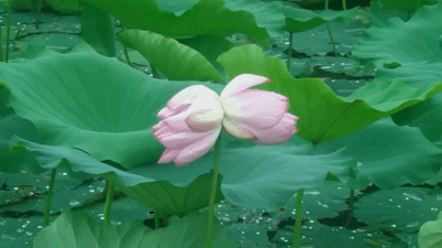 惊现并蒂莲!位置就在._荷花