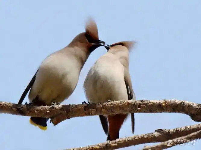 太平鸟系列3亲昵的太平鸟