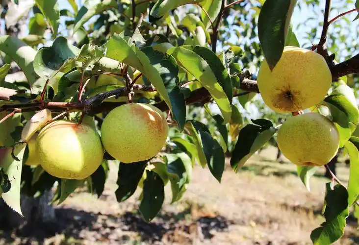 《mingri视野》延边苹果梨之花与果