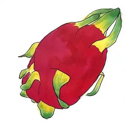 火龙果简笔画 火龙果简笔画彩色