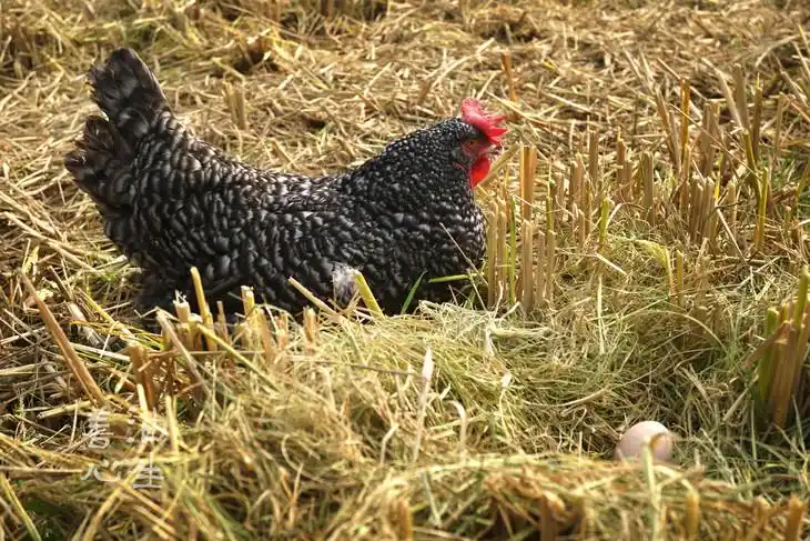 芦花鸡蛋