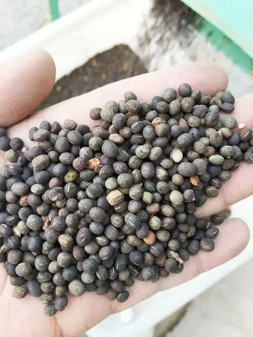 果园绿肥种籽光叶紫花苕种籽毛苕子种子养蜂蜜源植物牧草草籽包邮