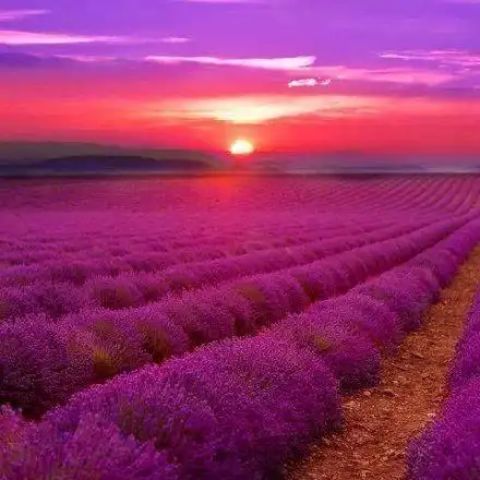 薰衣草花海