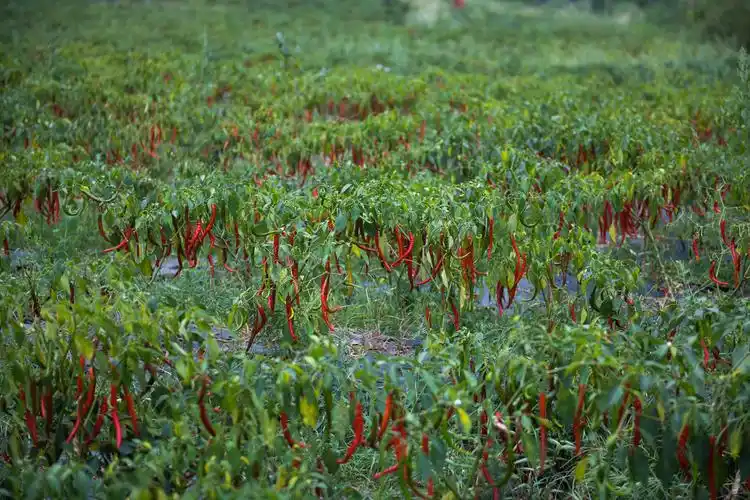 大方辣椒迎丰收