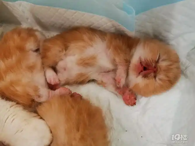 1生的超萌加菲宝宝 加菲猫呀 出售