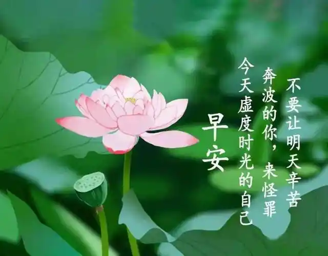 早安馨语:莲花朵朵开,好运跟着来!早安吉祥!_综合_侵权_网络